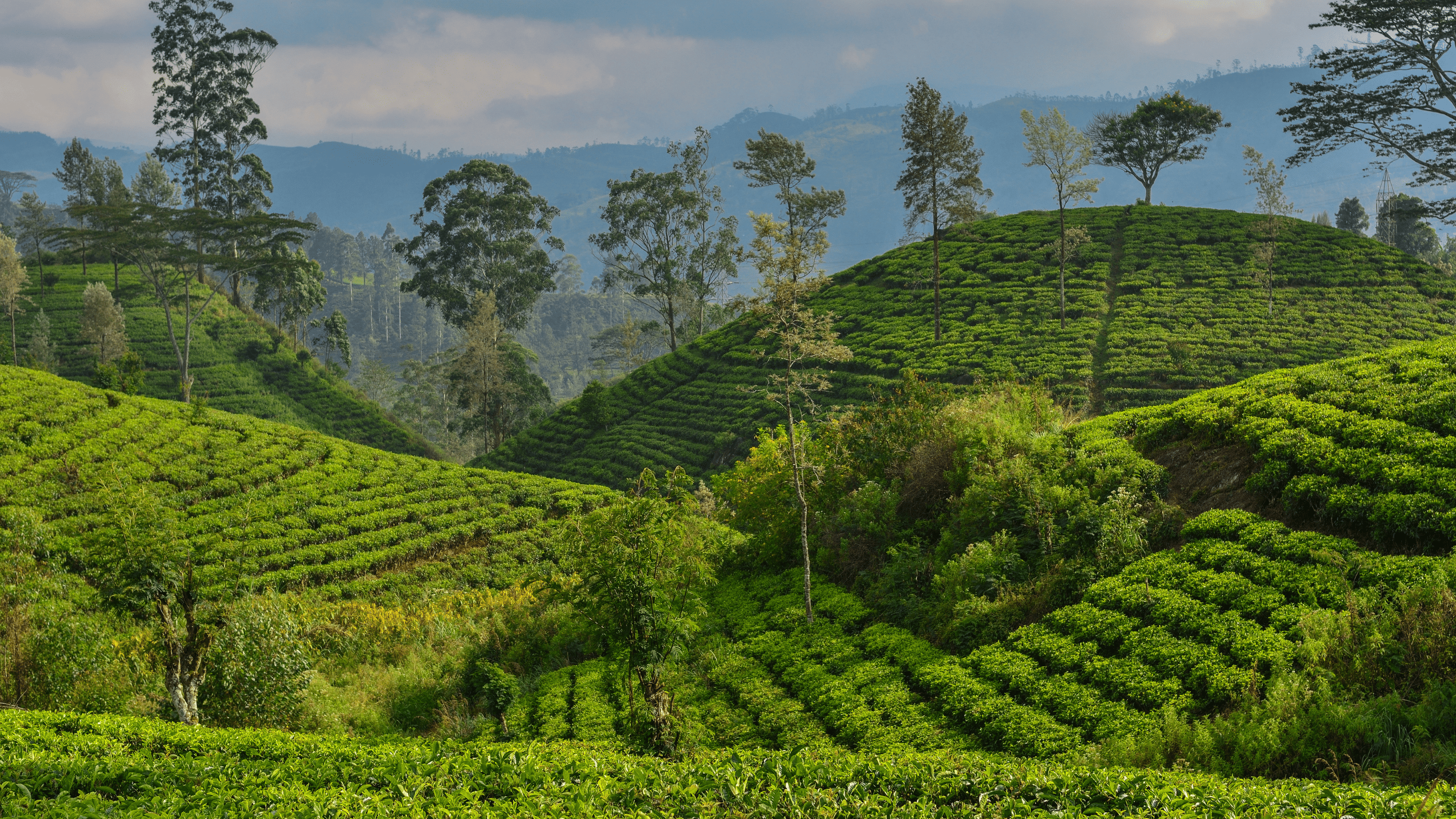 Tea Plantations