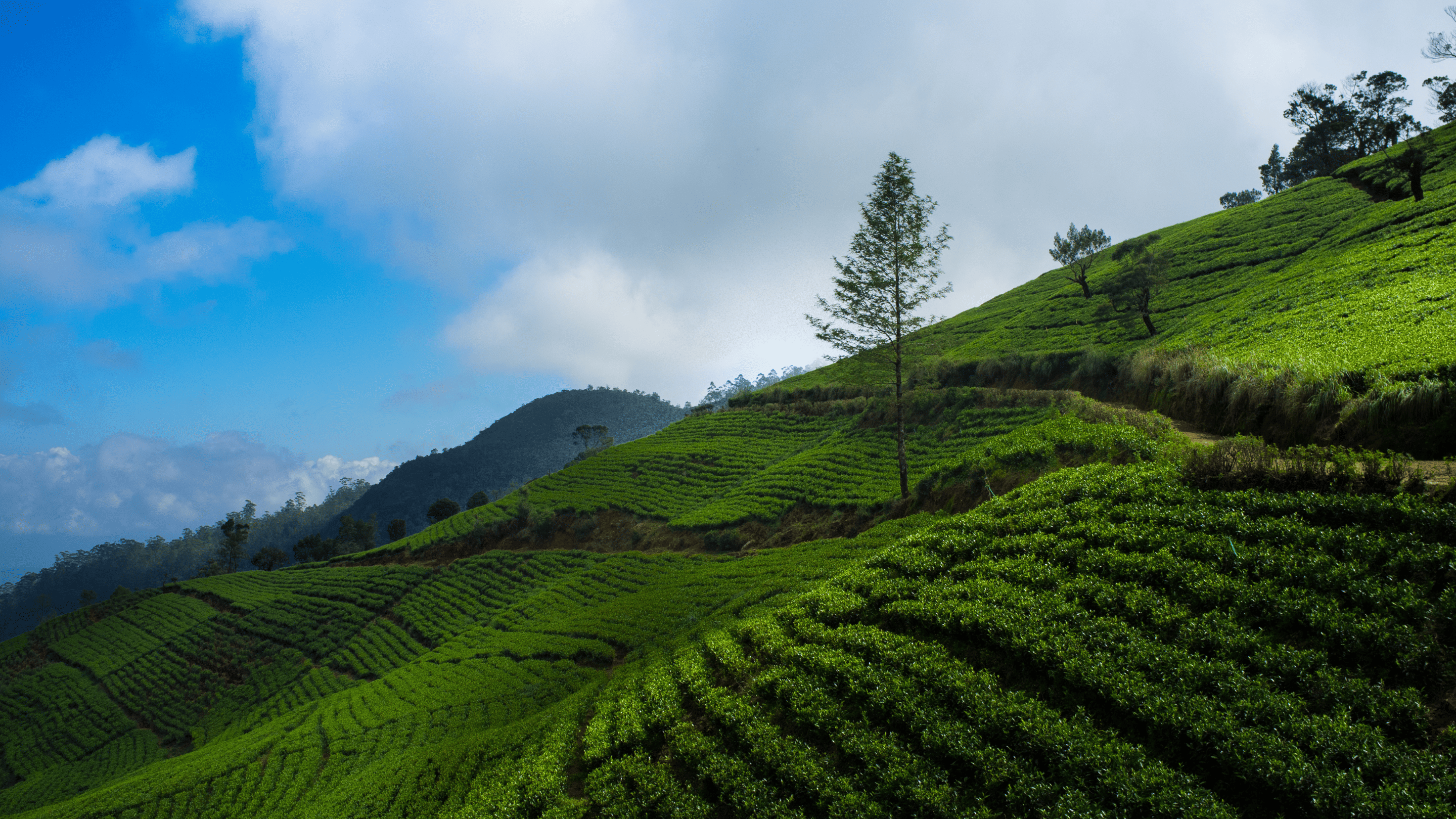 Tea Country Exploration